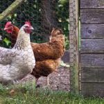 enclos de poules et petits animaux