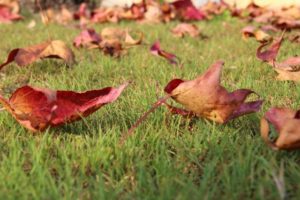 Herbe Jardin