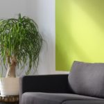 Comment donner vie à votre intérieur avec une déco vert-jaune ?