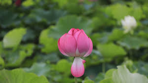 Lotus Rose